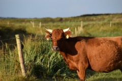 Hike Sippe Krokodil - Irland - 0049